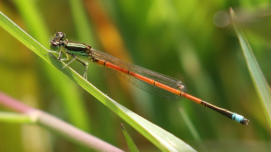 J17_3831 Ischnura aurora.jpg